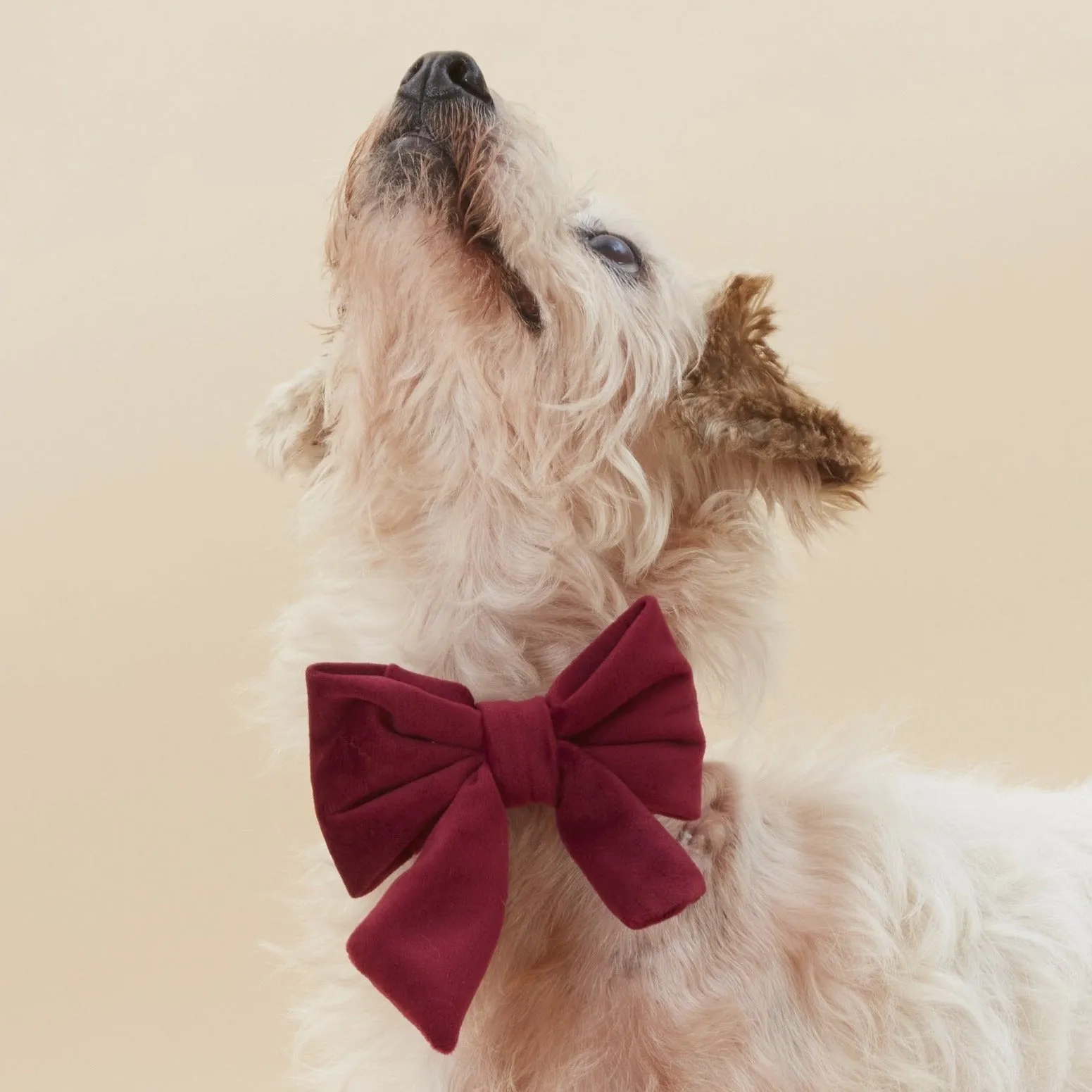 Burgundy Velvet Lady Dog Bow