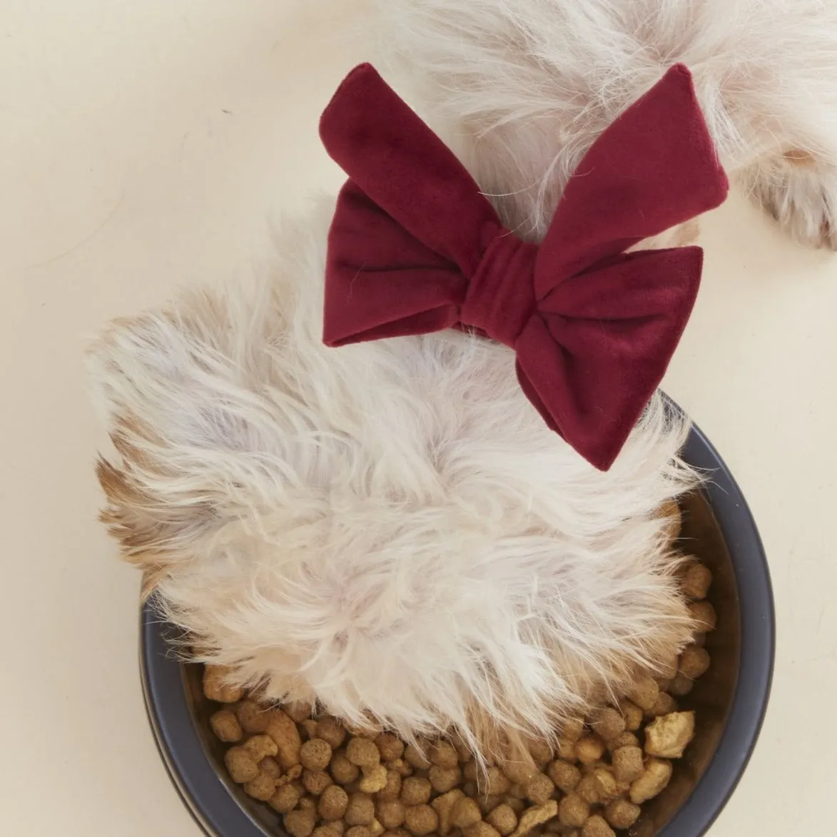 Burgundy Velvet Lady Dog Bow