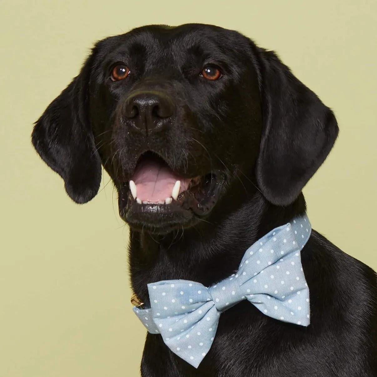 Chambray Dots Bow Tie Collar