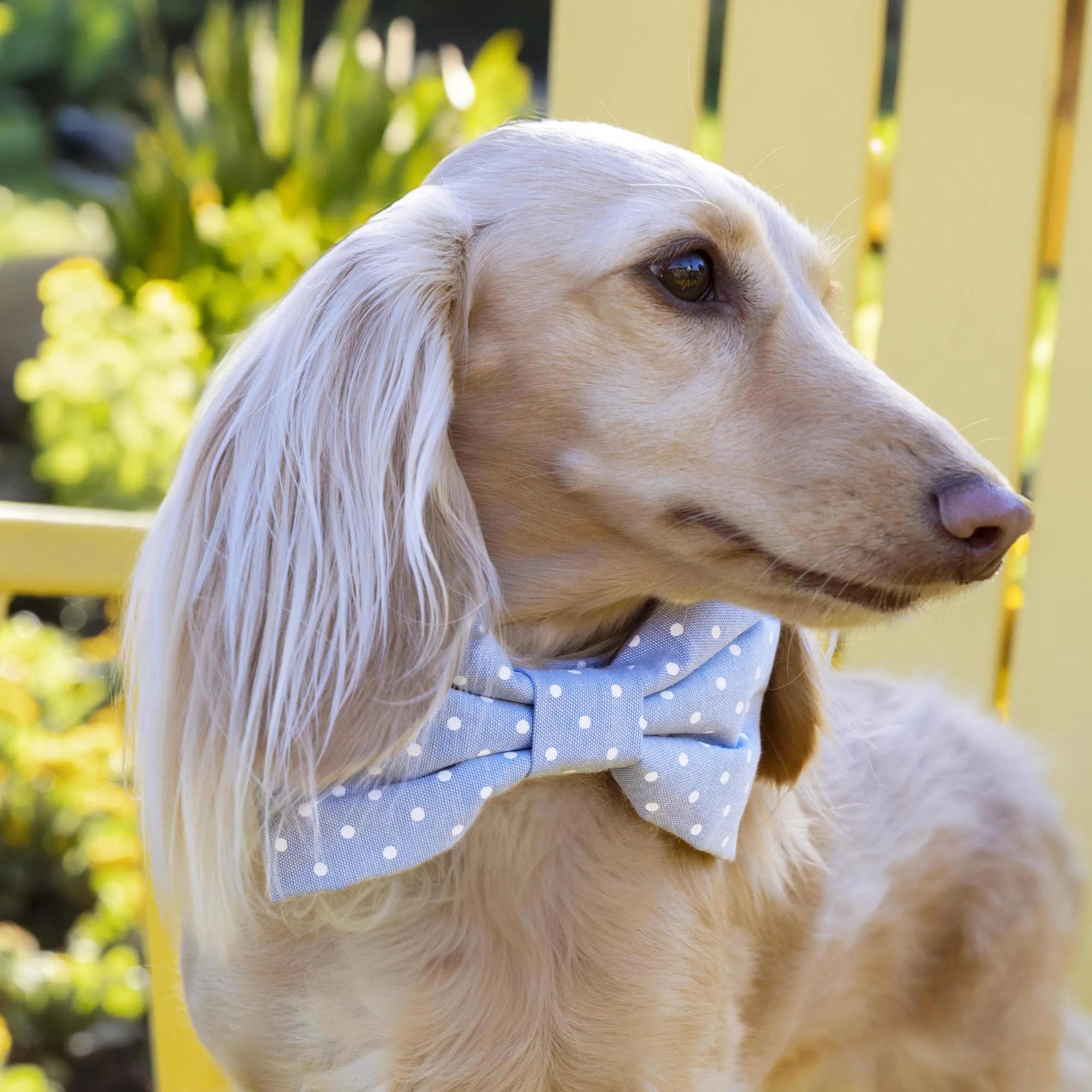 Chambray Dots Bow Tie Collar