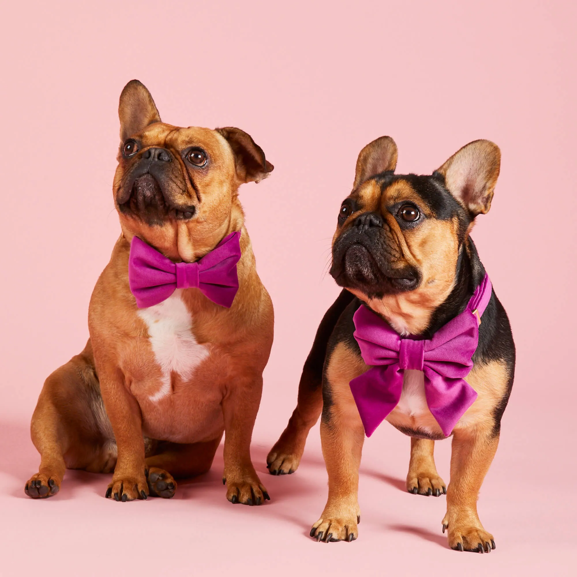 Plum Velvet Bow Tie Collar