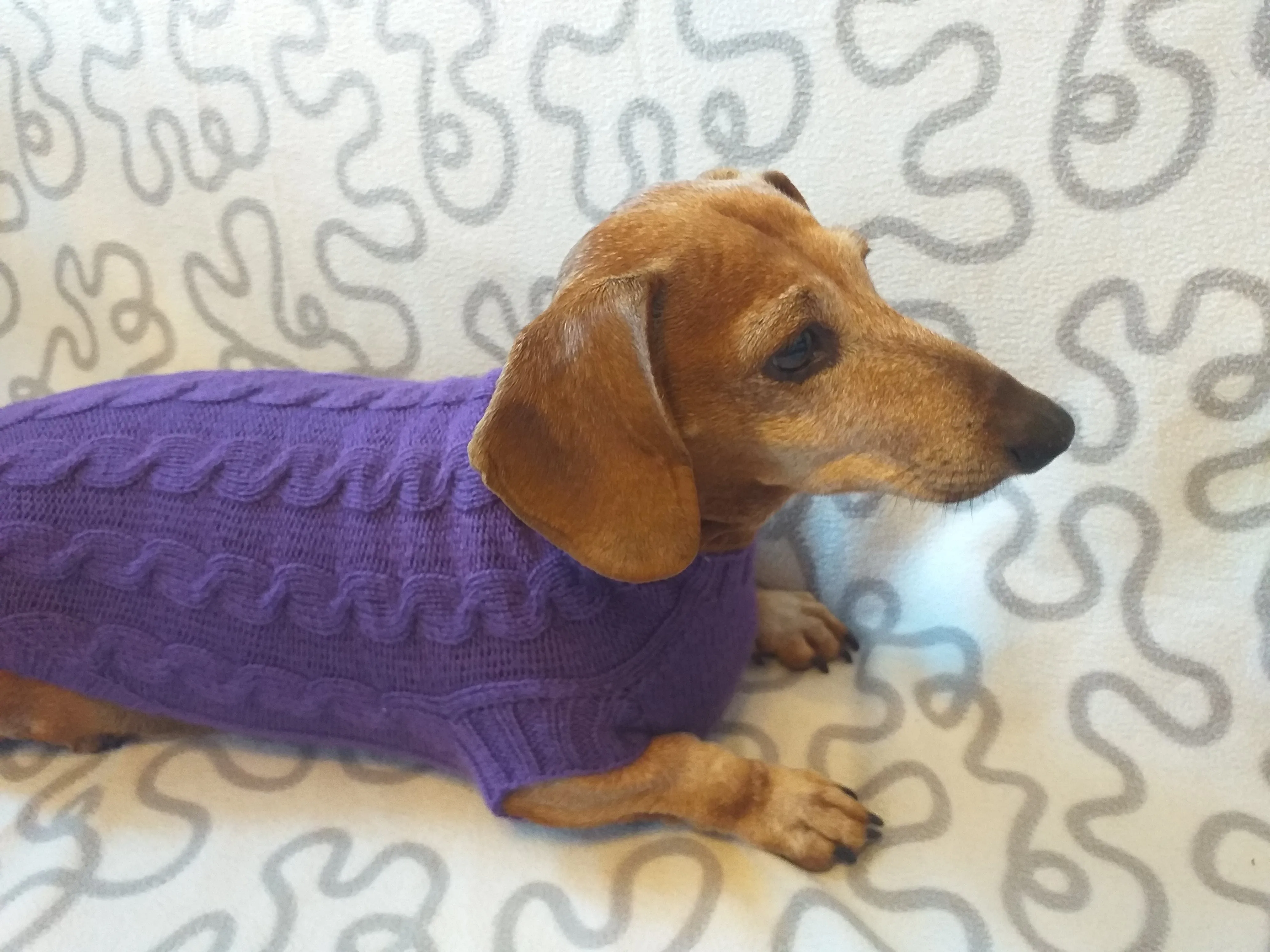 Purple knitted sweater for dogs, clothes for dachshunds, sweater for dogs, clothes for dogs, sweater for small dogs, dachshund sweater