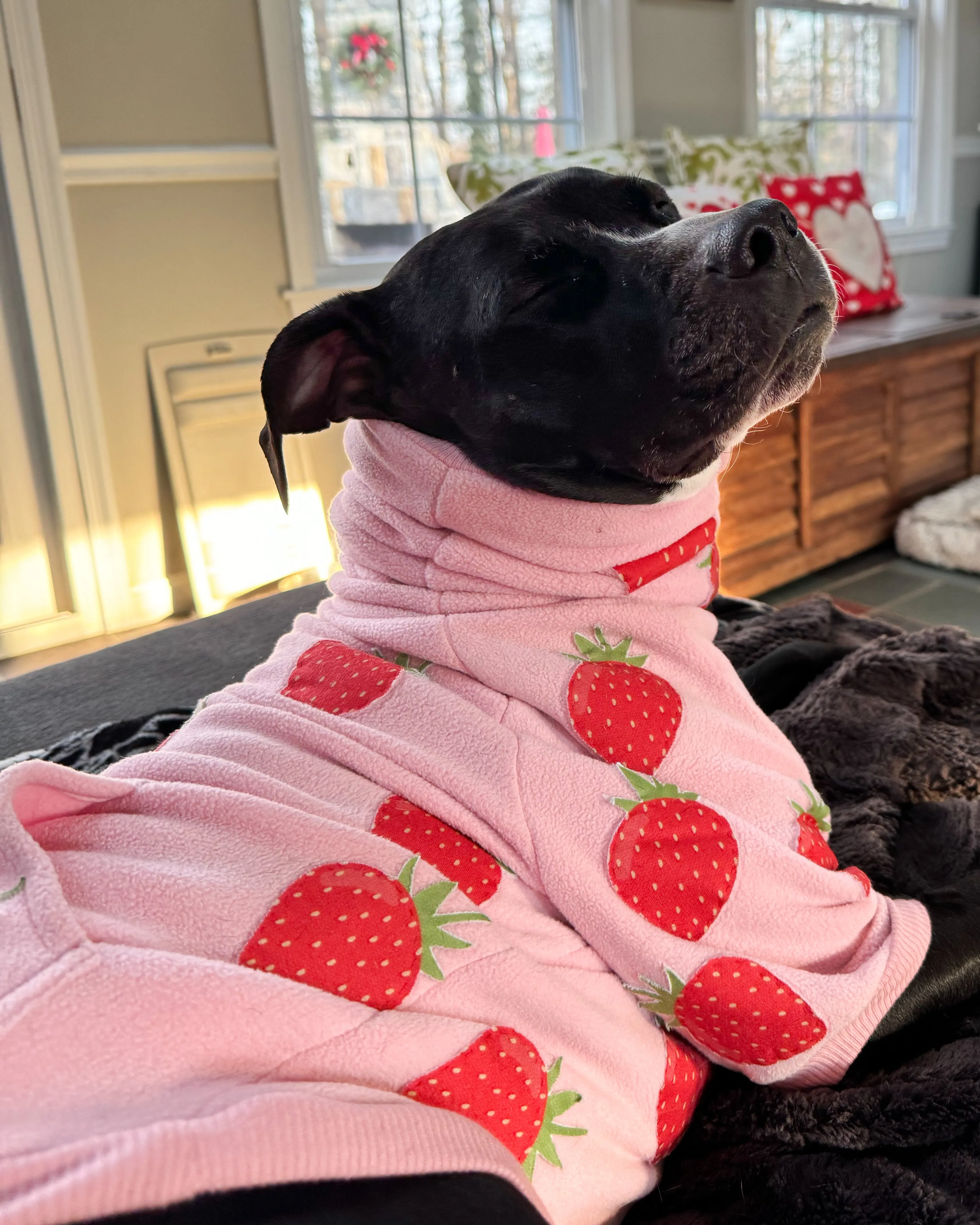 StrawBerry Bliss Dog Pullover (Made to order)