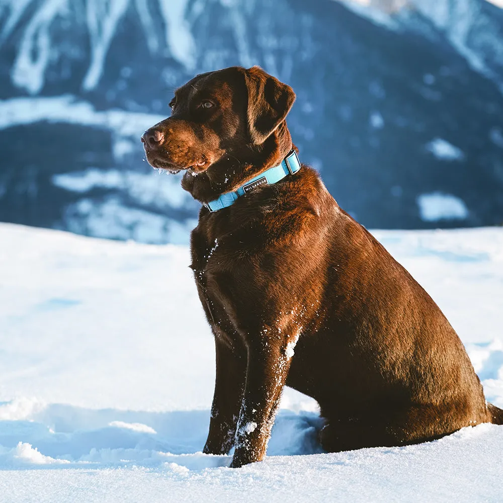 Teal Waterproof Collar